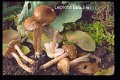 Lepiota boudieri-amf1181